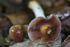 Cortinarius collinitus