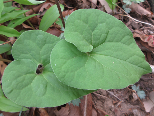 Asarum sieboldii iNat (3)