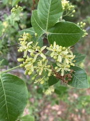 Ptelea trifoliata mollis