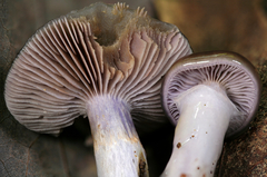 Cortinarius collinitus