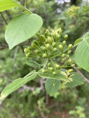 Ptelea trifoliata mollis