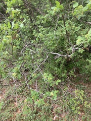Ptelea trifoliata mollis