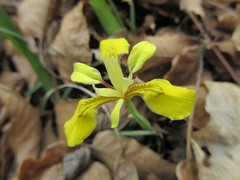 Iris minutoaurea