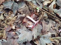 Cortinarius collinitus