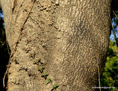 Enterolobium