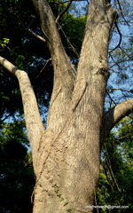 Enterolobium