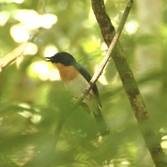 Cyornis sumatrensis