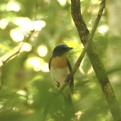 Cyornis sumatrensis