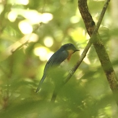 Cyornis sumatrensis
