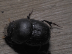 Onthophagini