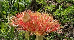 Scadoxus multiflorus