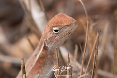 Diporiphora
