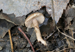 Inocybe obscuroides