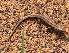 Lacerta agilis