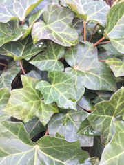 Hedera helix