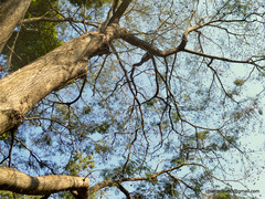 Enterolobium