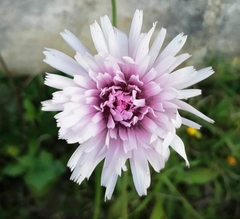 Crepis rubra