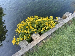 Caltha palustris