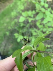 Xanthogramma pedissequum