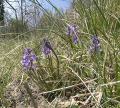 Polygala alpestris