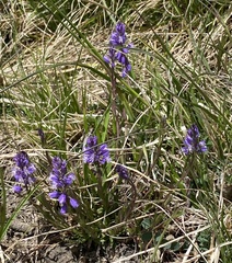 Polygala alpestris