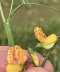 Lathyrus hierosolymitanus