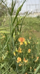 Lathyrus hierosolymitanus