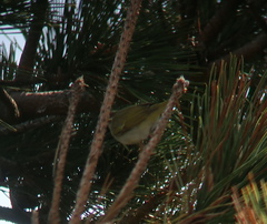 Phylloscopus coronatus