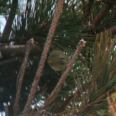 Phylloscopus coronatus