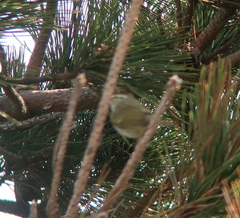 Phylloscopus coronatus