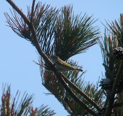 Phylloscopus coronatus
