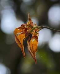 Bulbophyllum wightii