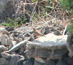 Turdus chrysolaus