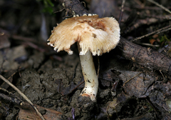 Inocybe dulciolens