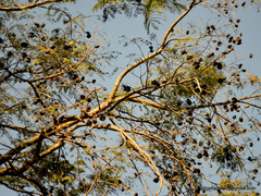 Enterolobium