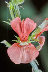 Indigofera jamaicensis