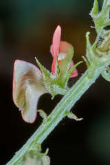 Indigofera jamaicensis