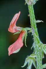 Indigofera jamaicensis