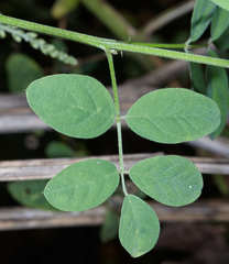 Indigofera jamaicensis