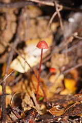 Mycena toyerlaricola