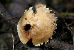 Inocybe dulciolens