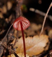 Mycena toyerlaricola