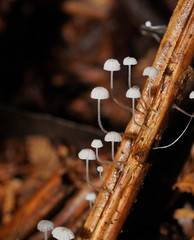 Mycena maldea