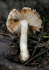 Inocybe dulciolens