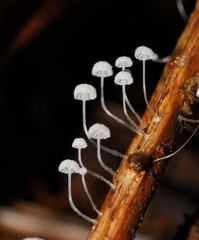 Mycena maldea