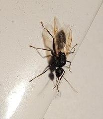 Camponotus japonicus