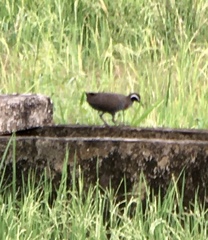 Gallirallus torquatus