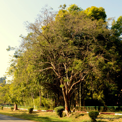 Enterolobium