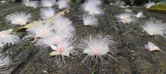 Barringtonia macrostachya