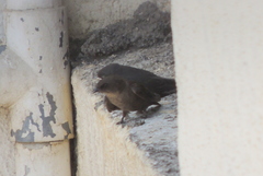 Ptyonoprogne concolor